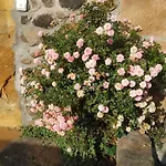 Country house Casas Carolinas